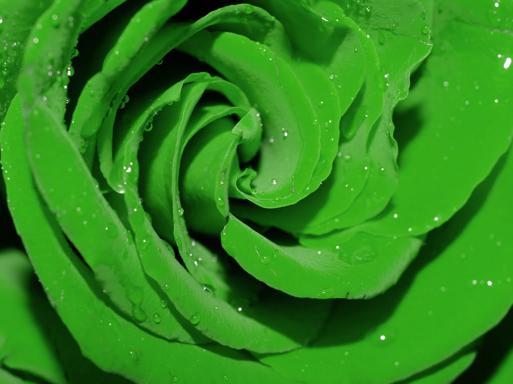 Green-Rose-2