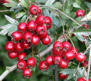 hawthorn-berries7