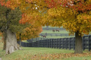 Splendid fall colors create beautful scenes in the Bluegrass countryside.