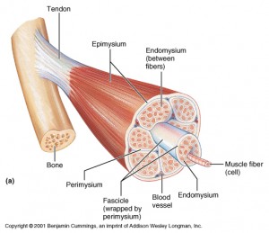 whole muscle figure