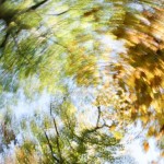 Spinning-Tree-Dizzy-e1382983438949