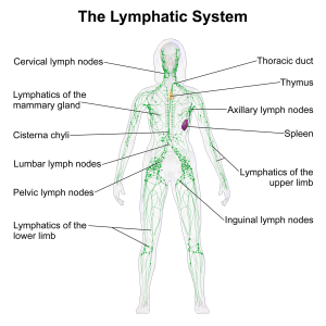 lymphatic-system-function